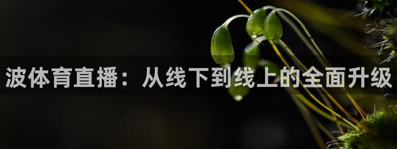 波体育直播：从线下到线上的全面升级